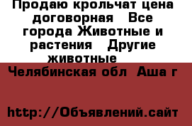 Продаю крольчат цена договорная - Все города Животные и растения » Другие животные   . Челябинская обл.,Аша г.